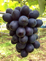 吉岡町小倉ぶどう郷 大吉ぶどう園